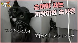 🙀매일 감시당해 숨어야 사는 고양이 까망이 🙀