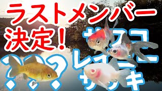 【金魚命名】黄色のブリストル朱文金〜ついに出揃う〜