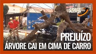 PREJUÍZO: ÁRVORE CAI EM CIMA DE CARRO