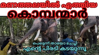 ചേച്ചീ പേടിക്കേണ്ട ഞാൻ സാധുവാണ്😜😂😂|മണത്തല ചന്ദനക്കുടം നേർച്ച 2025 #ആനകേരളം  #elephantviralvideo