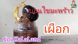 บอนไซมะพร้าว,ปลอกเปลือก,เคลือบเงา @KaLaLand Ep26/9/2022