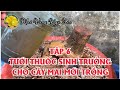 Tập 6: Tưới thuốc kích thích sinh trưởng cho cây mai mới trồng