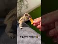 indian baby palm squirrel 🐿 rescued from 🦅 squirrel indiansqurriel animalrescue pets cute