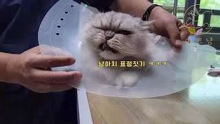 사나운 고양이미용 그가 왔다 2편  #고양이미용 #페르시안고양이 #고양이브이로그