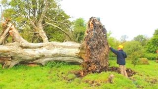 A Gale Uprooted This Tree – And Scientists Discovered Something Shocking Beneath It