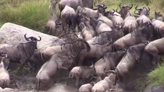 Wildebeest River Crossing Caught on Camera