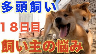 [Multi-headed Shiba Inu : The owner is worried because the relationship between the two is not good]