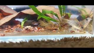 Corydoras sp. C123 Peru Rio Nanay \