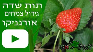 תות שדה - גידול צמח - אורגניקו