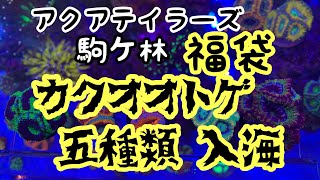 アクアテイラーズ福袋  カクオオトゲ五種類追加   海水水槽