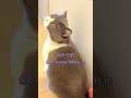 【お出迎え猫380日】good girl お出迎え猫 かわいい 猫 cutest britishshorthair cat