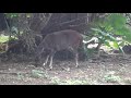 20201120 台北動物園 臺灣水鹿 サンバー formosan sambar deer