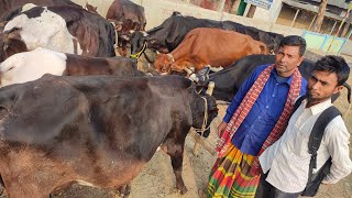 আজ ২৪ জানুয়ারি || ফ্রিজিয়ান ও ক্রসজাতের ১৯ শুকনো হাড্ডিসার কিনলেন টাঙ্গাইলের খামারী