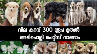 300 രൂപ മുതൽ പെറ്റ്സ് വന്നിട്ടുണ്ട്