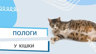 Пологи у кішки: як підготуватися до пологів та що треба робити // Поради ветеринарного лікаря!