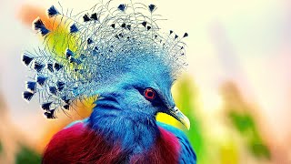 | Most Beautiful || Victoria Crowned Pigeon |