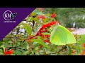 3 BEST BUTTERFLY PLANTS FOR YOUR GARDEN