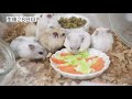 赤ちゃんハムスター生後０～30日間の成長記録【ジャンガリアンハムスター】