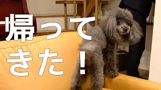 パパが帰宅した嬉しさを隠しきれないトイプードル 【犬】/ Toy Poodle that makes the owner happy to come home #Shorts