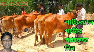 5 May 2023 || শাহিওয়াল গাভীর প্যাকেজ দেখুন || #নওগাঁ জেলা  #ms5m  ৪ থেকে ৮ কেজি একবারে আশা করা যায়