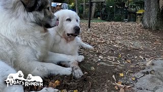 番犬中にベルに絡まれてもマイペースなルンルンです　Great Pyrenees　グレートピレニーズ