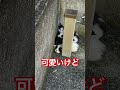 朝から子猫が、、、 子猫 野良猫 親猫