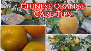 Chinese orange 🍊 फरवरी में पौधे से भर-भर कर फ्रुट्स लेने को अभी करें ये काम देर न हो जाए।।