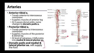 Lower Limb - Neurovasculature