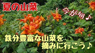 【夏の山菜】鉄分豊富な山菜を摘みに行こう♪【すぐ見つかる♪】