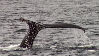 11.18.14 Humpback Whales \u0026 Common Dolphins #Monterey