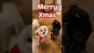 素敵なクリスマスになるはずが‥😂 #shorts #ポメラニアン#Pomeranian#かわいい#おもしろ#犬 #多頭飼い