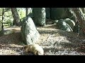 yellow bellied marmots in montana