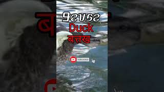 Duck 🦆 Warang Chiti (Ho Language)