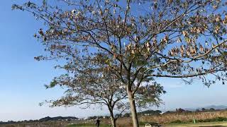 館林　多々良沼公園