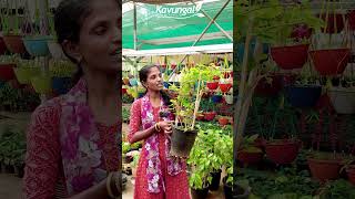 മണിമുല്ല - Beautiful Creeper Plant #gardening #creeperplant