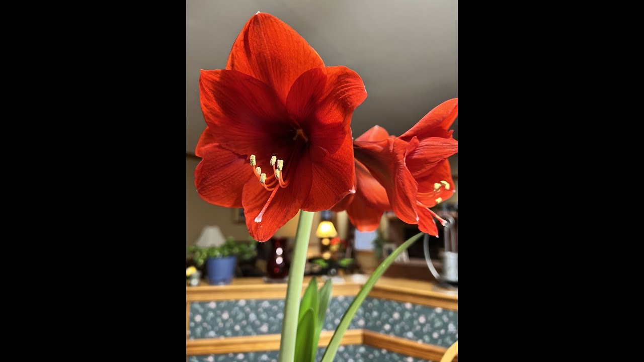 How To Take Care Of Amaryllis After The Blooms - YouTube