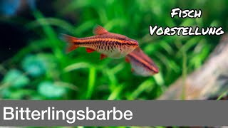 Bitterlingsbarbe - Puntius titteya | Liquid Nature Fisch Vorstellung