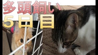 【多頭飼い5日目】雄猫2匹の相性は？