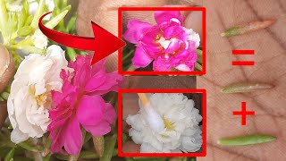 How to grow portulaca plants \u0026 flowers Pollinating |moss rose flower Hybrid mixed colour and ideas