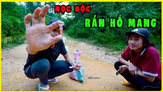 Lấy Nọc Độc Rắn Hổ Mang Rừng | P3 Hành Trình 5 Ngày 4 Đêm Săn Rắn Độc trên Đèo Con Ó