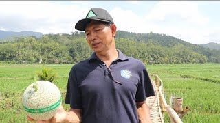 Wisata petik melon mas Irul, di kelilingi sawah yg menghijau.... 9/2/25