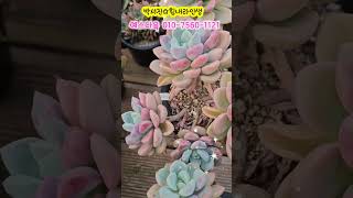 요즘 예쁜 #아모르파티  4두 군생 #예스다육 #박서진 #힘내라인생 #다육이 #succulent