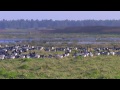 barnacle geese branta leucopsis