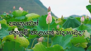 How to grow lotus at home from seeds ගෙදරදීම නෙලුම් පැලයක් පහසුවෙන් හදාගමු