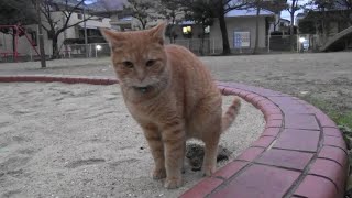 野良猫によって完全にトイレ化した公園の砂場