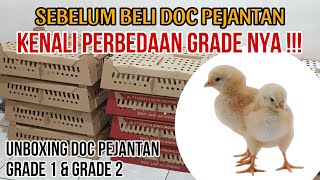 Bingung Pilih Grade DOC Pejantan? WAJIB lihat Video ini. UNBOXING DOC Pejantan Grade 1 & Grade 2