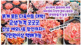 빨갛게 물든 다육이들~ 할인가격도 굿굿굿~ 마지막 세일찬스 품목들까지~ 보는것 자체가 힐링되는 다육이~ 추억만들기농장