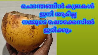 കരിക്ക് കുടിച്ച് തൊണ്ടുമായിട്ടാണെ വരുന്നത് /#msbcraftncooking#karikkinthonducraft