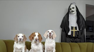 Dogs vs Demon Nun from 'The Conjuring' Prank: Funny Dogs Maymo, Penny, & Potpie