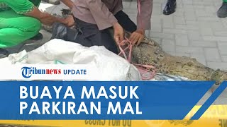 Heboh Buaya Muara Sepanjang 2,9 Meter Masuk Parkiran Mall di Palu